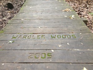 Warbler Woods