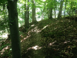 Kains Woods Trail
