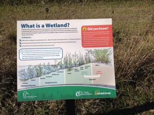 What is a Wetland