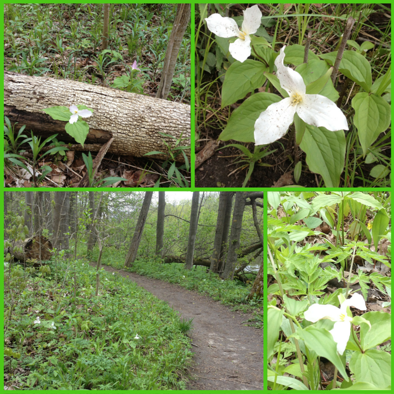 Trilliums on the Trail Side (1)